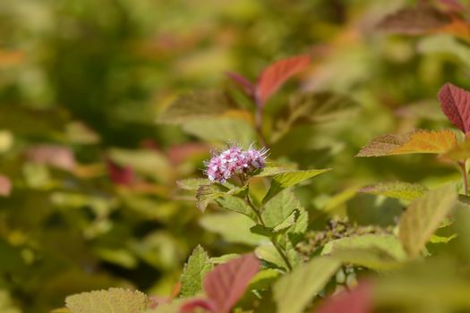 Japanese Spirea Double Play Big Bang - Latin name - Spiraea japonica Double Play Big Bang