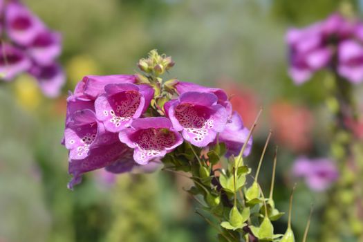 Common Foxglove - Latin name - Digitalis purpurea