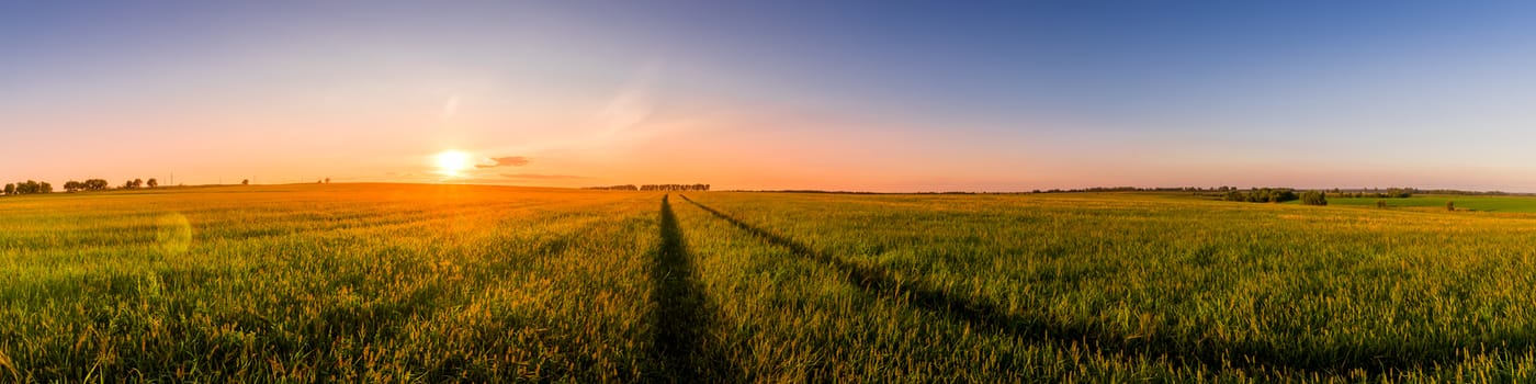 Sunset or sunrise in an agricultural field with ears of young green wheat and a path through it on a sunny day. The rays of the sun pushing through the clouds. Panorama.