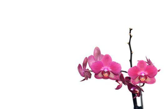 Greeting card with beautiful pink orchid flowers blossom isolated on white background at right and free space for text at left on photography