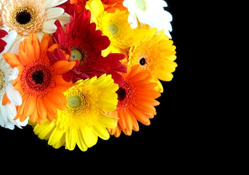 Beautiful round motley bouquet of multicolor gerberas in up left corner of the Photo isolated on black background top view closeup