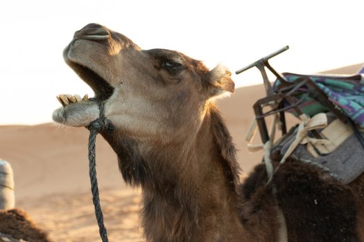 Camels raising head with mouth open in the Sahara desert at sunset in Morocco late afternoon sun with long shadows 