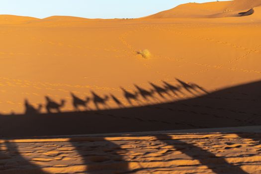 Long shadows of camel riders in the Sahara in Morocco