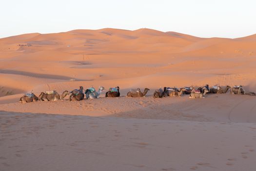 Camels in the Sahara desert in Morocco late afternoon sun with long shadows 