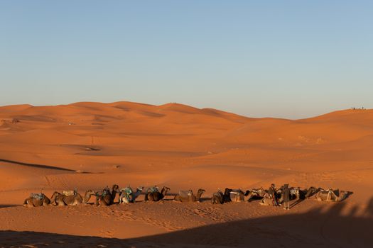 Camels in the Sahara desert in Morocco late afternoon sun with long shadows 
