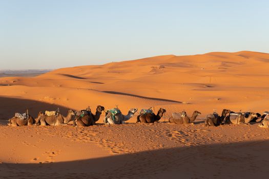 Camels in the Sahara desert in Morocco late afternoon sun with long shadows 