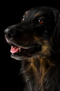 Black hovawart dog portrait on dark background. black dog close-up portrait for calendar, poster, print cover. selective focus. hovawart femaile dog on black background.