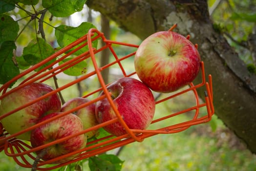 Fresh picked red apples in a wire basket outdoors in a tree in an orchard during late summer or autumn conceptual of the season