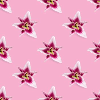 seamless pattern of pink Lily flower bloom. Pink lily flowers over pink background seamless texture. flat lay flower pattern