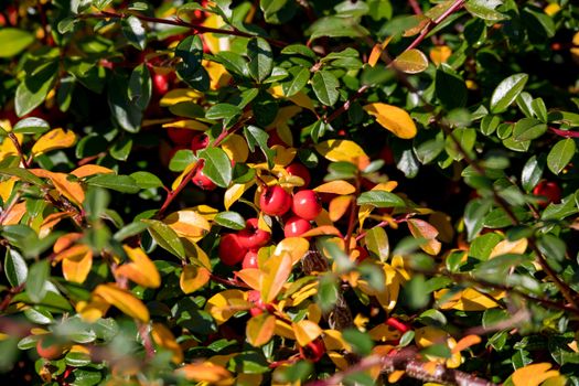 autumn fall natural background with red gaultheria berries