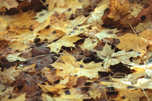 fallen leaves on the ground in the park in autumn for background or texture use. Natural fall concept, autumn pattern background.