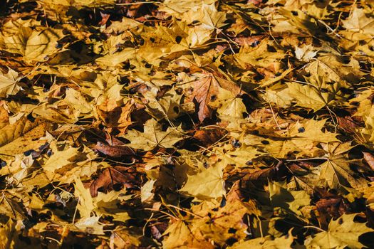 fallen leaves on the ground in the park in autumn for background or texture use. Natural fall concept, autumn pattern background.