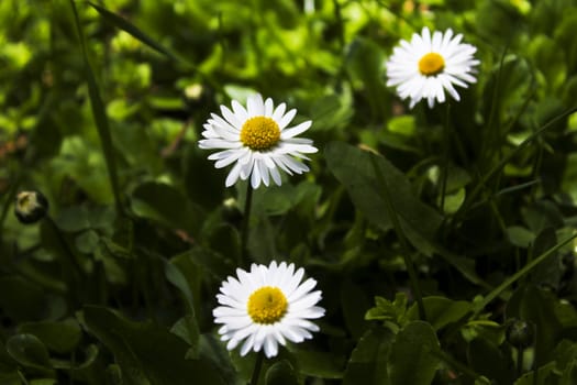 Daisy flowers head macro and close-up in Georgia. Nature and blur background. Bokeh.