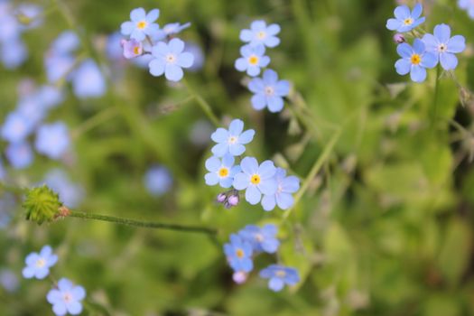 Forget me not flowers head macro and close-up in Georgia. Nature and blur background. Bokeh.