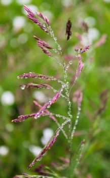 Dew drops on the flowers and plants, rainy day, macro and close-up photo, nature background.