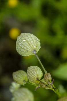 Dew drops on the flowers and plants, rainy day, macro and close-up photo, nature background.