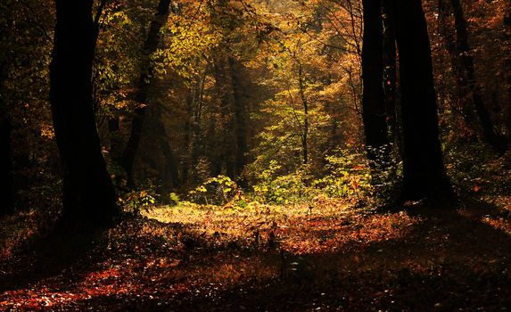 Autumn and fall forest landscape in Georgia. Autumn color leaves and trees. Orange and yellow backgrounds.