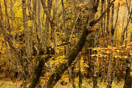 Autumn and fall forest landscape in Georgia. Autumn color leaves and trees. Orange and yellow backgrounds.