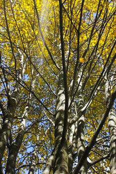 Autumn and fall forest landscape in Georgia. Autumn color leaves and trees. Orange and yellow backgrounds.