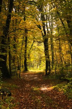 Autumn and fall forest landscape in Georgia. Autumn color leaves and trees. Orange and yellow backgrounds.