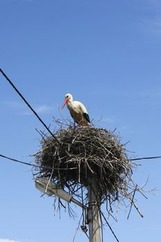 Bird crane on the nest, wildlife animal theme,blue sky and daylight