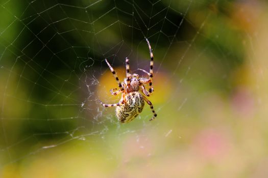 Spider on the web, green background, nature wildlife, macro and close-up