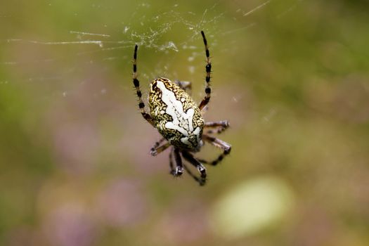 Spider on the web, green background, nature wildlife, macro and close-up