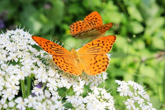 Butterfly Pieridae on the flower and plant, Nature and wildlife, insects life, green background.