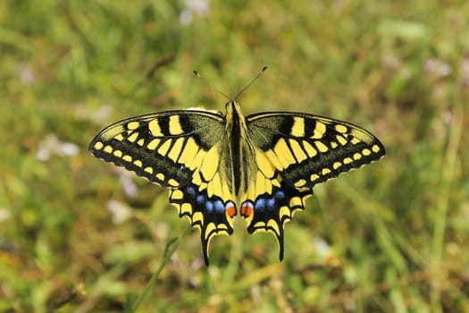 Butterfly Swallowtail on the flower and plant, Nature and wildlife, insects life, green background.
