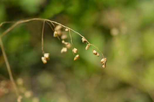 Common quaking grass - Latin name - Briza media