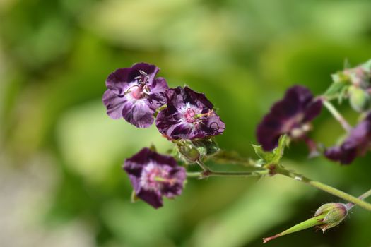 Black widow flowers - Latin name - Geranium phaeum