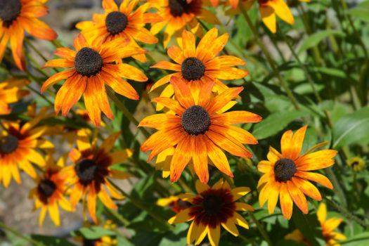 Tetra Gloriosa Daisy flowers - Latin name - Rudbeckia hirta Tetra Gloriosa