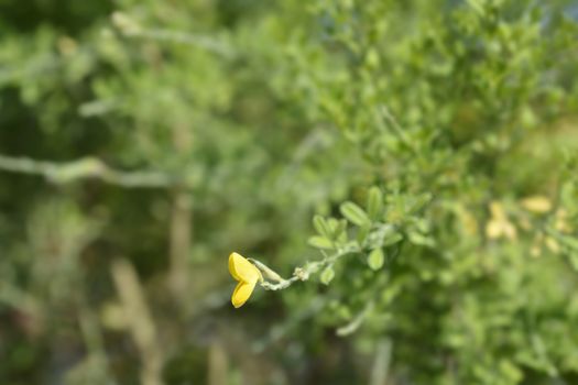 Easter broom flower - Latin name - Genista x spachiana