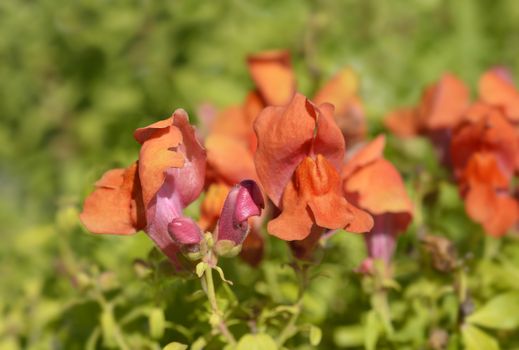 Snapdragon flowers - Latin name - Antirrhinum majus