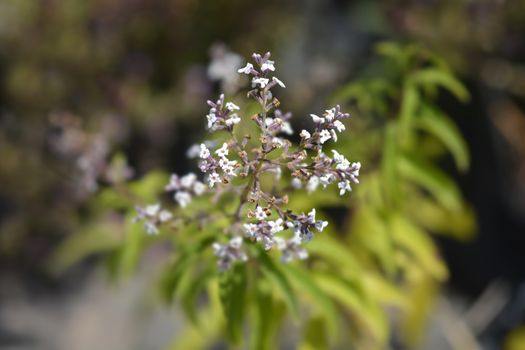 Lemon verbena - Latin name - Aloysia citriodora (Aloysia triphylla)