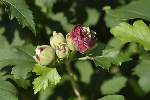 Rose Of Sharon Duc de Brabant flower buds - Latin name - Hibiscus syriacus Duc de Brabant