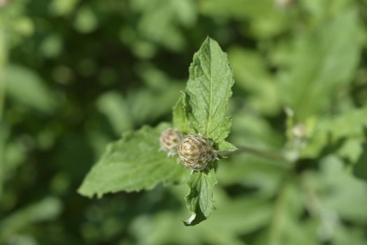 Pink Bachelors Button flower buds - Latin name - Centaurea pulcherrima