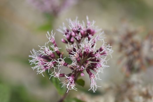 Hemp agrimony flowers - Latin name - Eupatorium cannabinum