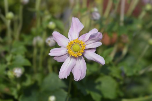 Japanese anemone Pretty Lady Emily - Latin name - Anemone * hybrida Pretty Lady Emily