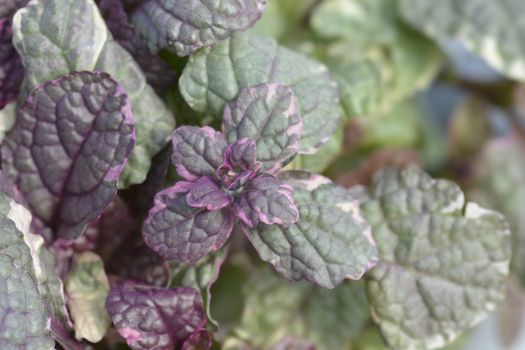 Bugle Burgundy Glow - Latin name - Ajuga reptans Burgundy Glow