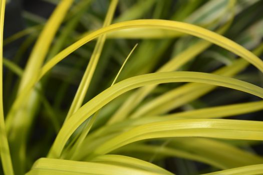 Japanese Sedge Everillo - Latin name - Carex oshimensis Everillo