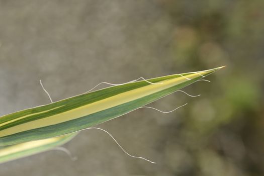 Variegated needle palm Color Guard leaf - Latin name - Yucca filamentosa Color Guard