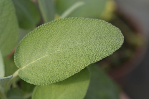 Sage Maxima leaves - Latin name - Salvia officinalis Maxima