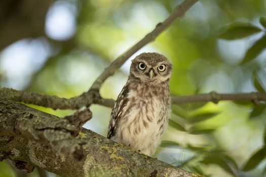 Young Little Owl (Athene Noctua) looking in camera