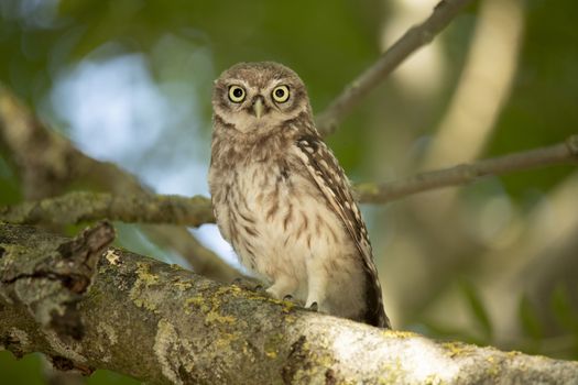 Young Little Owl (Athene Noctua) on a branch looking in camera