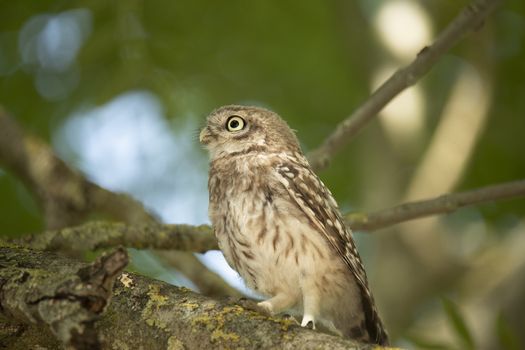 Young Little Owl (Athene Noctua) on a branch in a tree looking up
