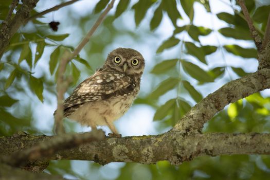 Young Little Owl (Athene Noctua) on a branch in a tree looking in camera