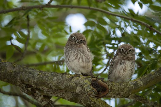 Two young Little Owls, sitting in a tree