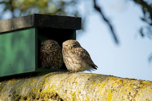 Little Owl, Athene noctua, mother and young