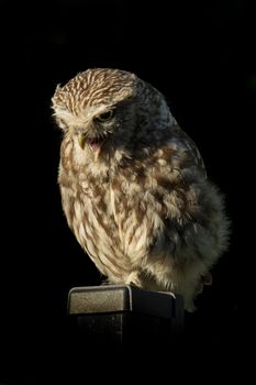 Little Owl on pole, isolated on black background